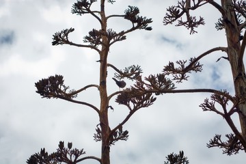 Turdus serranus with his back to the camera