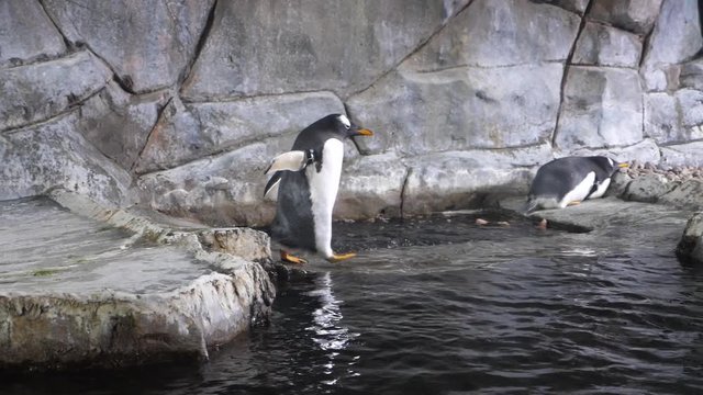 Slow motion of Gentoo penguin walking in aquarium tank