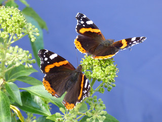 2 Butterflies