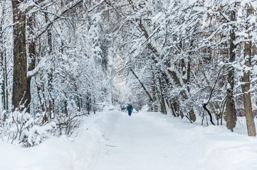 Winter in Moscow. Snow covered trees in the city. View of the inside passage after a heavy snowfall