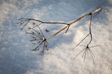 A fallen dry plant on the snow