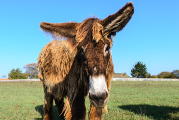  Poitou donkey at  Ré Island, France