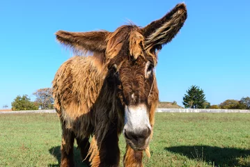 Gartenposter Esel Poitou-Esel auf der Insel Ré, Frankreich  © Noradoa