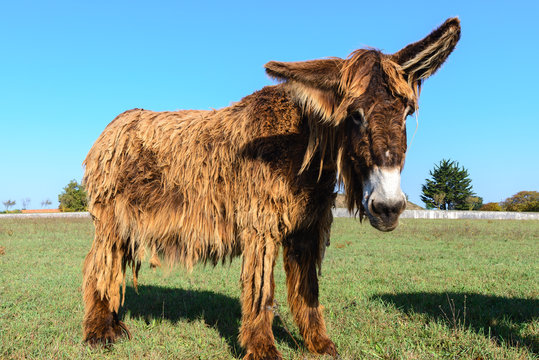 Poitou donkey at Ré Island, France