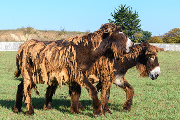 Poitou donkeys at Ré Island, France