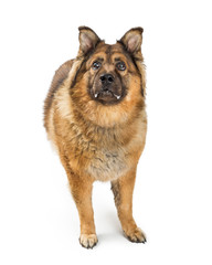 Chow Dog With Sloober on Mouth