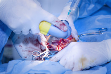 Surgical incision into the bone. Performing a complex surgical operation. Veterinarian surgery, fixing of wounded canine leg. (Health, animal, hospital, treatment, medicine concept)