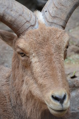 バーバリーシープ