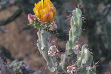 cactus in a desert in southwest United States