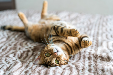 Leuke Bengaalse kat die in het moderne appartement woont. Spelen rond het meubilair. Schattige kutogen.