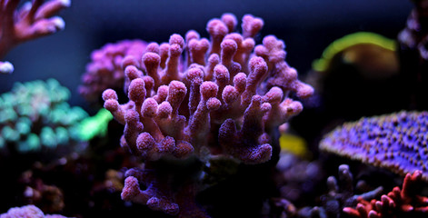 Fototapeta na wymiar Pink Stylophora sps coral