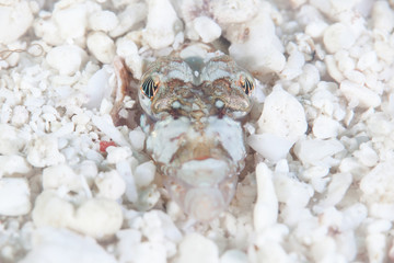 Camouflaged Sand Diver in Sandy Seafloor