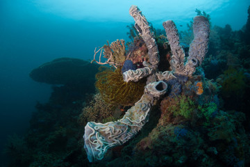 Sponges and Marine Invertebrates on Beautiful Reef