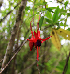 Fuchsia Magellanica, a beauiful patagonian flower