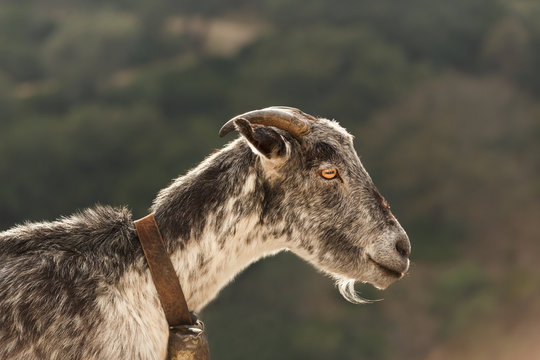 Mountain Goat in Andalusia Spain