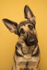 young German shepherd dog portrait on a on yellow background. dog with a smart look.