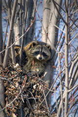 Raccoons in the tree