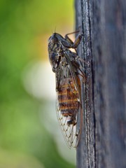 A cicada sitting on a tree, with green background
