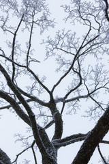 Tree top branches covered in frost snow