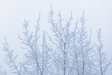 Fototapeta na wymiar Tree top branches covered in frost snow