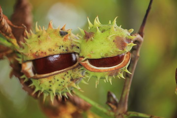 Chestnuts on a tree