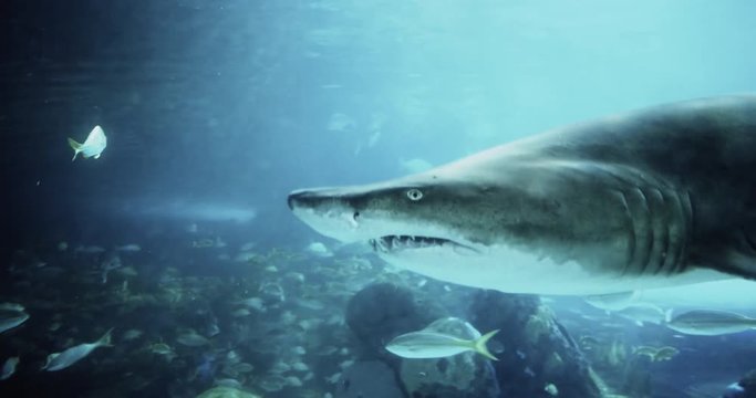 Cinematic portrait of a large shark