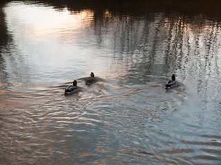three mallards swimming away water wave stream sunset