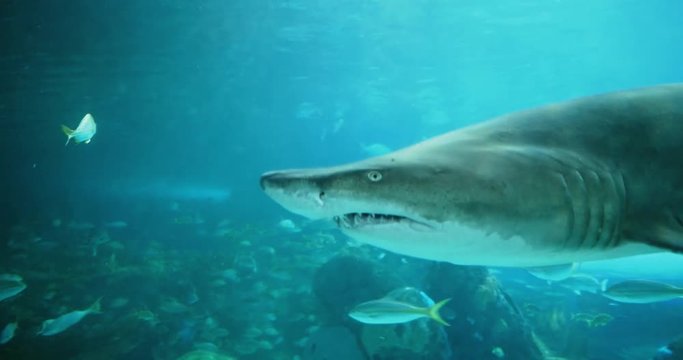 Cinematic portrait of a large shark