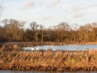 two swans family far water winter autumn animals