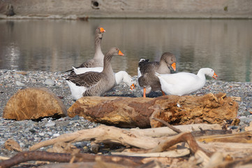 White and gray geese at the mouth of the river Entella - Chiavari - Italy