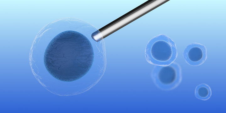 Embryonic stem cells early stage embryos called blastocysts medical research