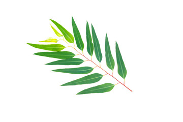 fresh Green Eucalyptus leaves isolated on white background