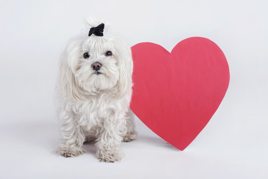 perro gracioso con un coraz&oacute;n