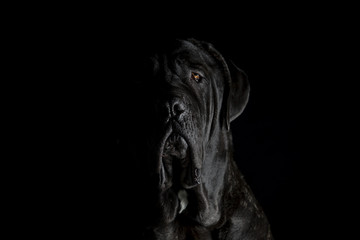 Obraz premium Dramatic dog portrait