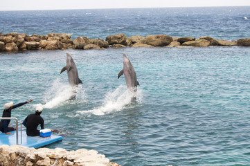 Dolphins doing tricks