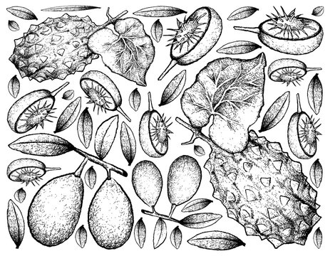 Hand Drawn of Ambarella and Horned Melon on White Background