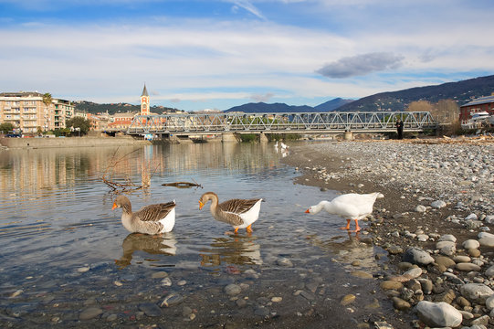 White and gray geese at the mouth of the river Entella - Chiavari - Italy