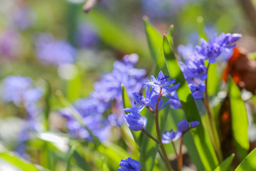 Blue flowers of the Scilla Squill blooming in April. Bright spring flower of Scilla Bifolia closeup