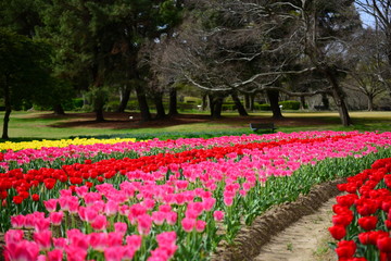 チューリップ咲く公園