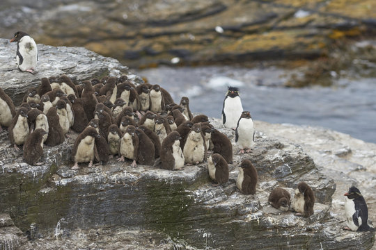 Rockhopper Penguin chicks (Eudyptes chrysocome) huddle together in a creche on Bleaker Island in the Falkland Islands whilst most adults are away at sea feeding. A few adults remain to keep order. 