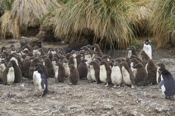 Rockhopper Penguin chicks (Eudyptes chrysocome) huddle together in a creche on Bleaker Island in...