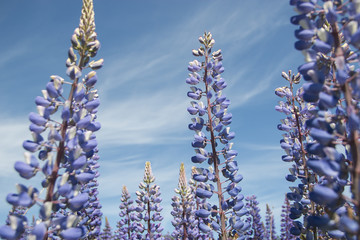 Lupins