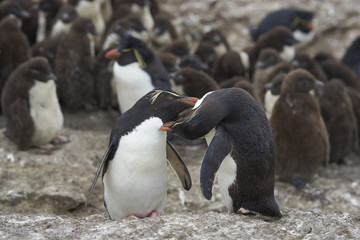 Naklejka premium Adults take the opportunity for some mutual grooming whilst looking after a creche of Rockhopper Penguin chicks (Eudyptes chrysocome) on Bleaker Island in the Falkland Islands.