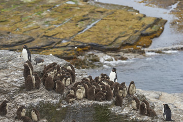 Rockhopper Penguin chicks (Eudyptes chrysocome) huddle together in a creche on Bleaker Island in...