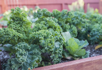 Winter garden boxes