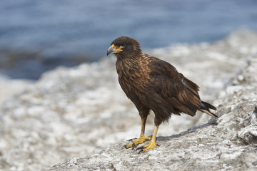 Striated Caracara (Phalcoboenus australis) on the coast of Bleaker Island in the Falkland Islands.