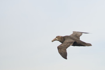 Southern Giant Petrel (Macronectes giganteus) flying along the coast of Bleaker Island in the Falkland Islands.