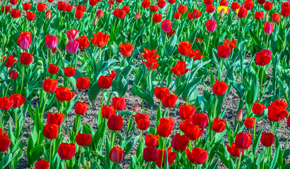 Fototapeta na wymiar Spring flowers. A bed with red tulips. A natural structure.