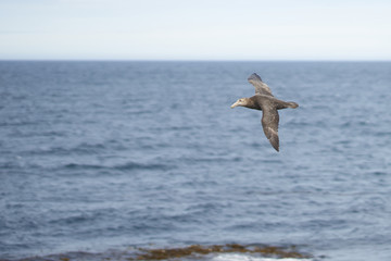 Southern Giant Petrel (Macronectes giganteus) flying along the coast of Bleaker Island in the Falkland Islands.