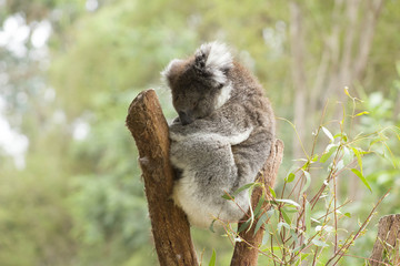 Koala Cute zoo australia